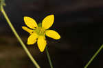 Kidneyleaf rosinweed